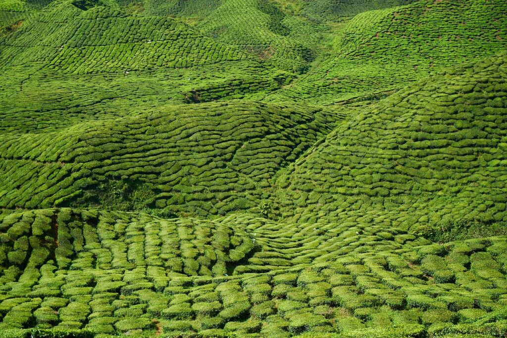 Sustainable tea harvesting practices in high-mountain terraces