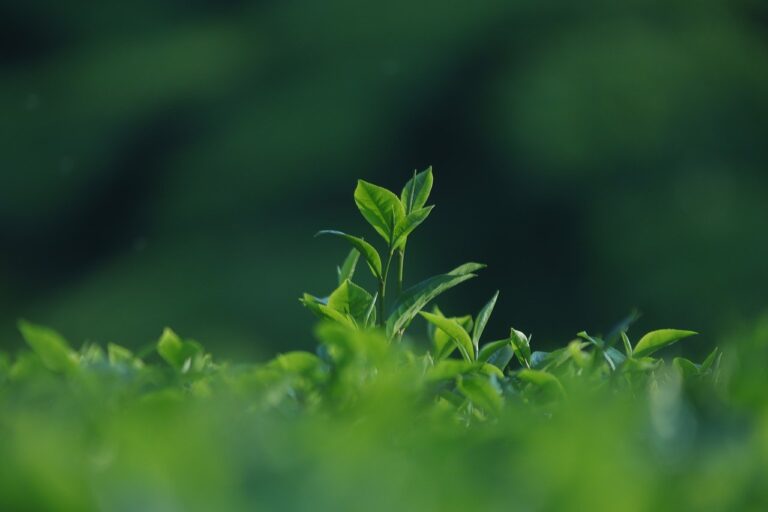 Sustainable Tea Production: A Complete Guide to Eco-Friendly Practices in 2025